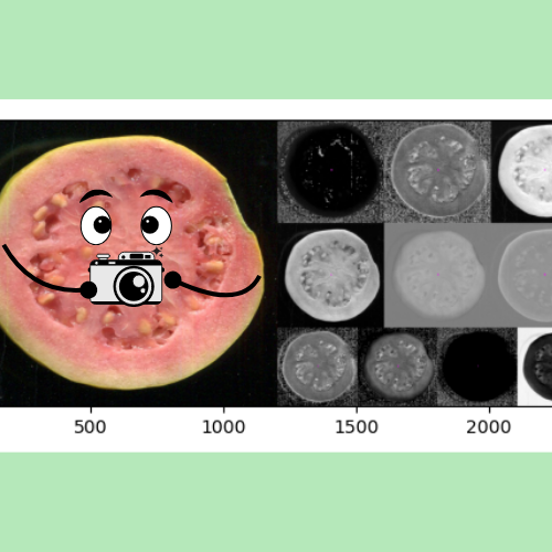 Screenshot of guava project